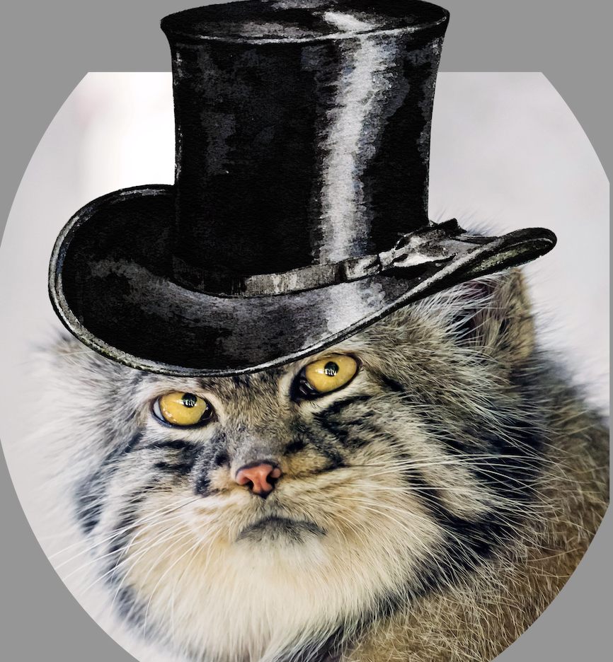 Manul in a top hat